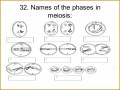 7 Meiosis Worksheet
