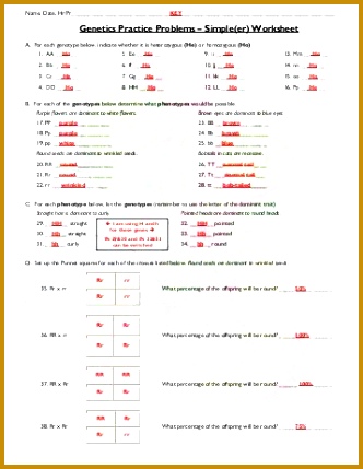 Ap biology mendelian genetics essay Essay Genetic Engineering And Biotechnology Essay Topics Stus And Researches 429332