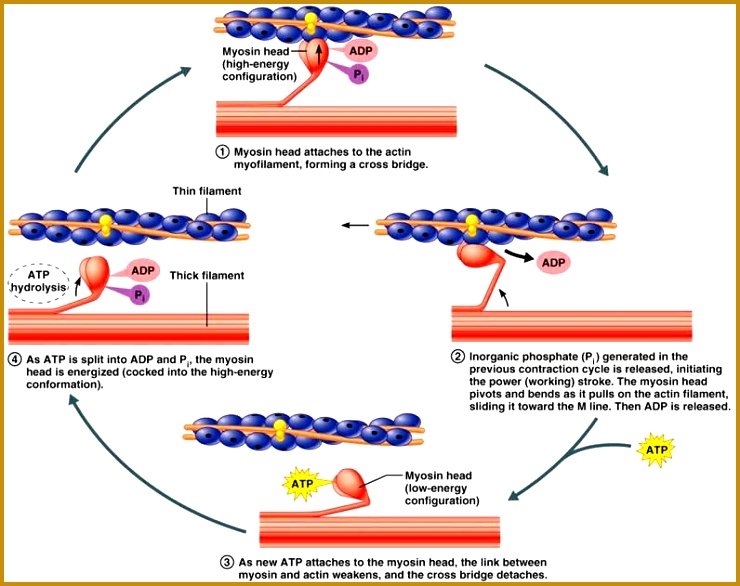 Chapter 9 Muscles and Muscles Tissue Neuro Pinterest 740586