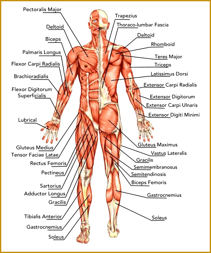 Human Anatomy Labeled Diagram Human Anatomy Diagram Human Anatomy For Muscle Reproductive 820684