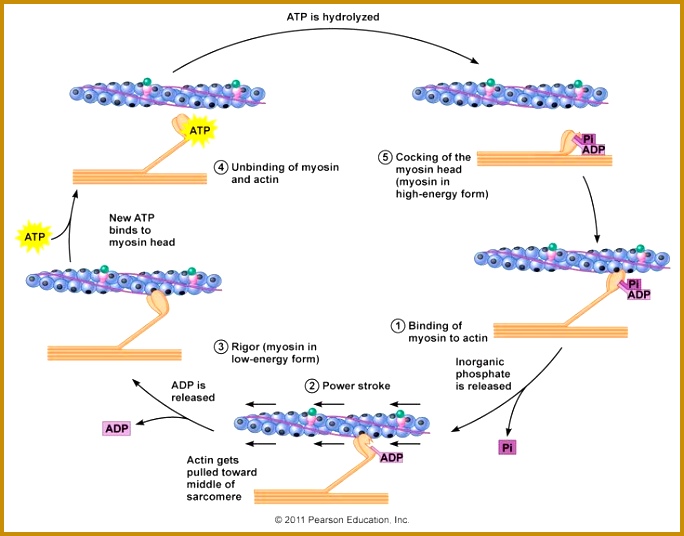 actin and myosin filaments 536684