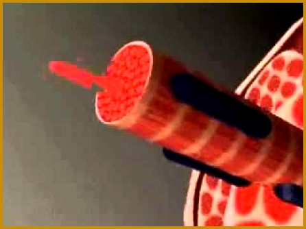 Striated Muscle Contraction [Animation] 334446