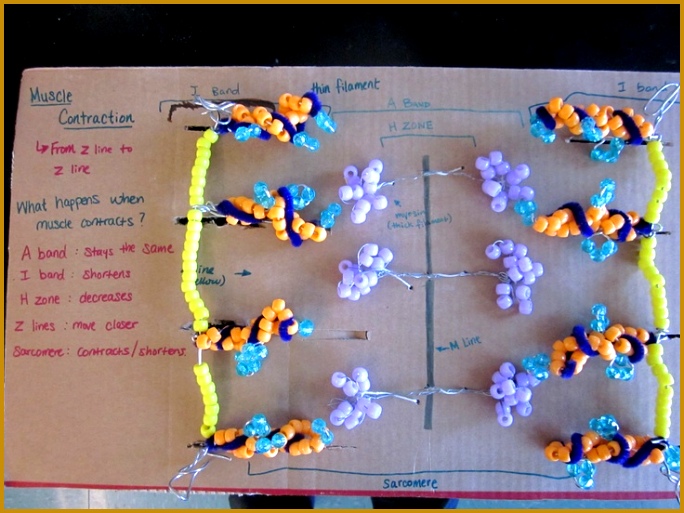 Sliding Filament Model for students to create and demonstrate muscle contraction Description from pinterest 513684