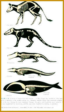 This is the evolution of what today is a whale But it wasn t 379219