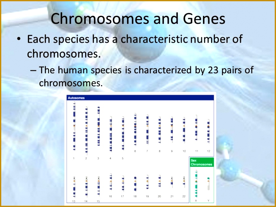 4 Chromosomes 669892