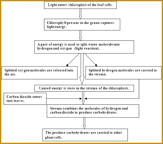 photosynthesis cycle photosynthesis reaction phases of photosynthesis biology tutorvista 470533