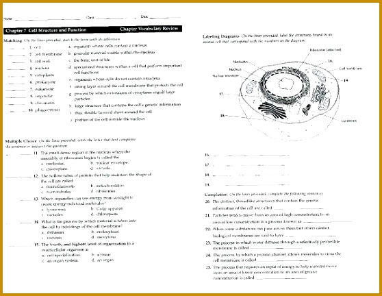 cell energy worksheet or animal and plant cells the plant middle and school life inspiring worksheet 558432