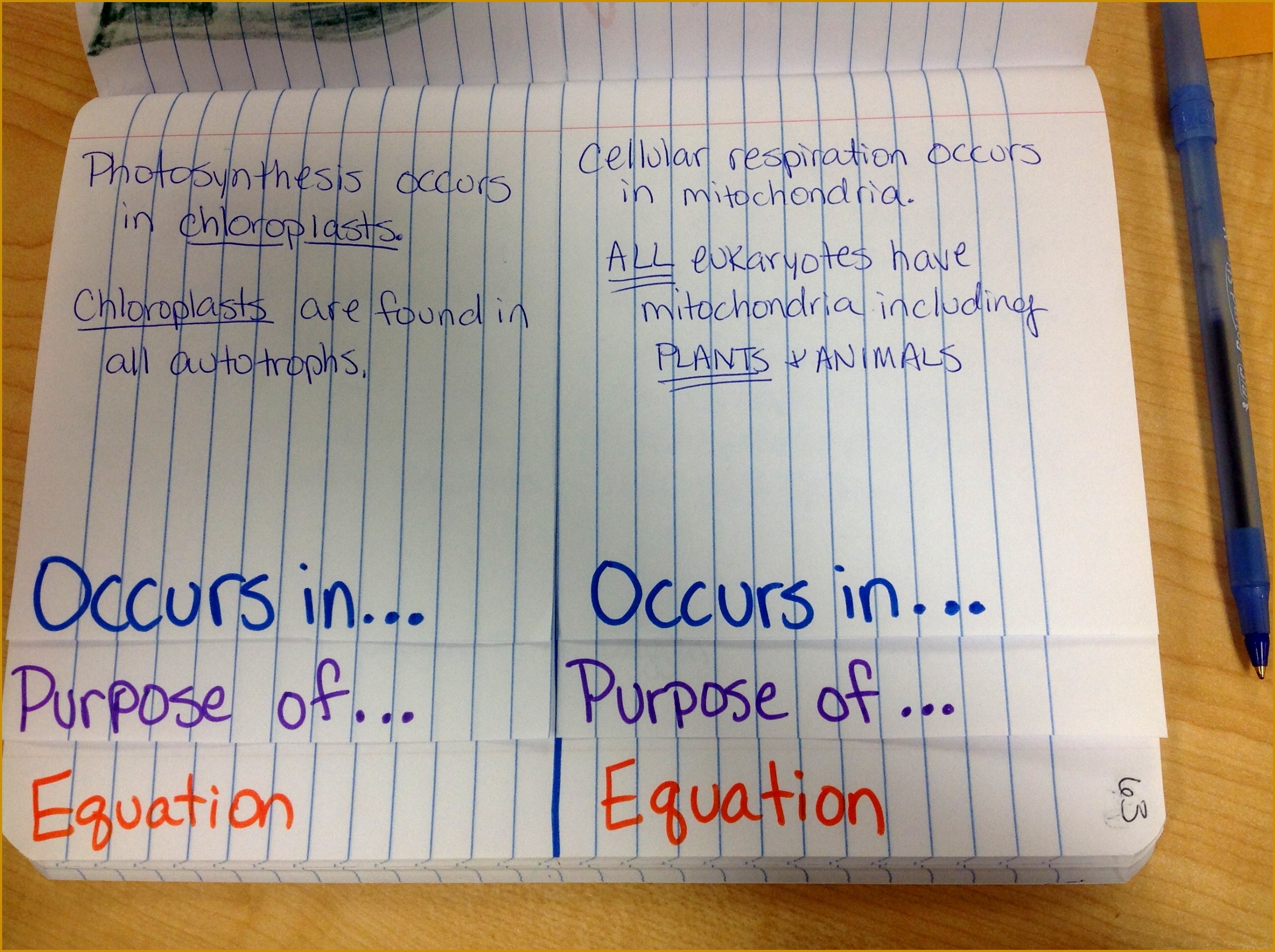 synthesis Cellular Respiration Foldable Outside · Occurs in 18002410