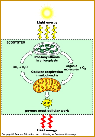 Cell Energy Quiz 558388