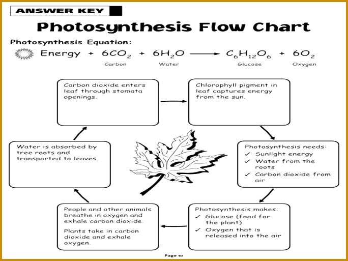 17 best images about photosynthesis cellular respiration on 513684