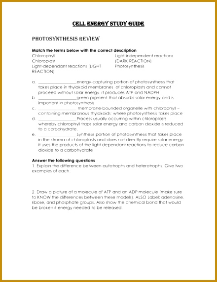 Full Size of Worksheet Template cell Energy Worksheet Answers Cellular Respiration Practice Worksheet Cell Respiration 571440
