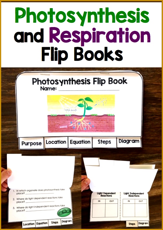 synthesis Flip Book 790560