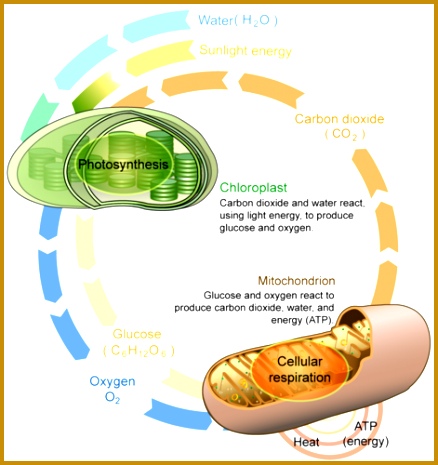 Cellular respiration and photosynthesis are direct opposite reactions 465438