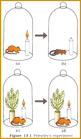 NCERT Class XI Biology Chapter 13 – synthesis in higher plants 527307