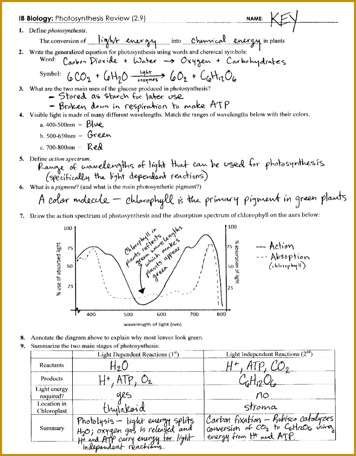 photosynthesis coloring worksheet photosynthesis coloring worksheet high school 916714