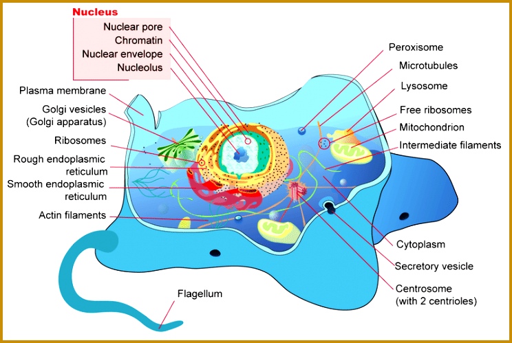 3 Prokaryote Vs Eukaryote Worksheet | FabTemplatez