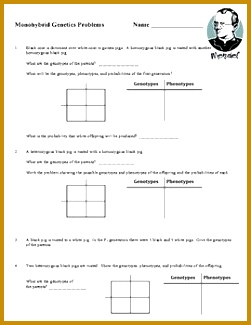 Monohybrid Cross Worksheet 325251