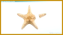 Fragmentation & Regeneration Reproduction in Plants & Animals Video & Lesson Transcript 137244