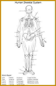 Human Skeletal System Worksheet Coloring page 334219