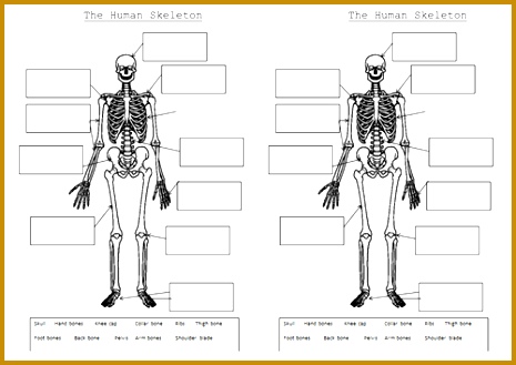 the skeleton and muscles powerpoint and worksheets by hilly577 Skeleton 329465