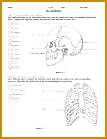 Anatomy Labeling Worksheets Within Axial Skeleton Coloring Page glum 283219