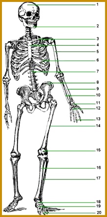 Skeletal system fill in 445219