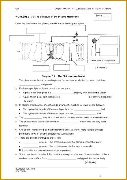cell membrane worksheet Google Search 622440