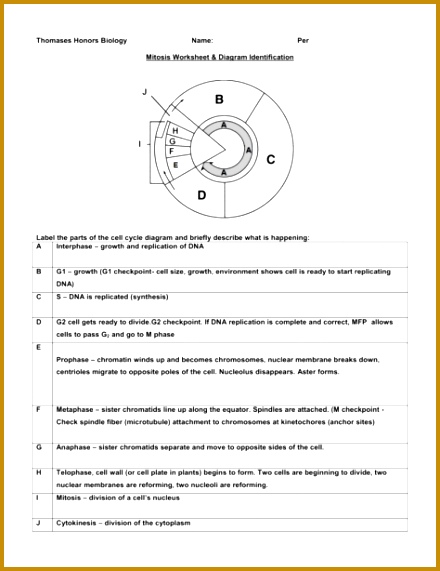 The cell cycle 571440