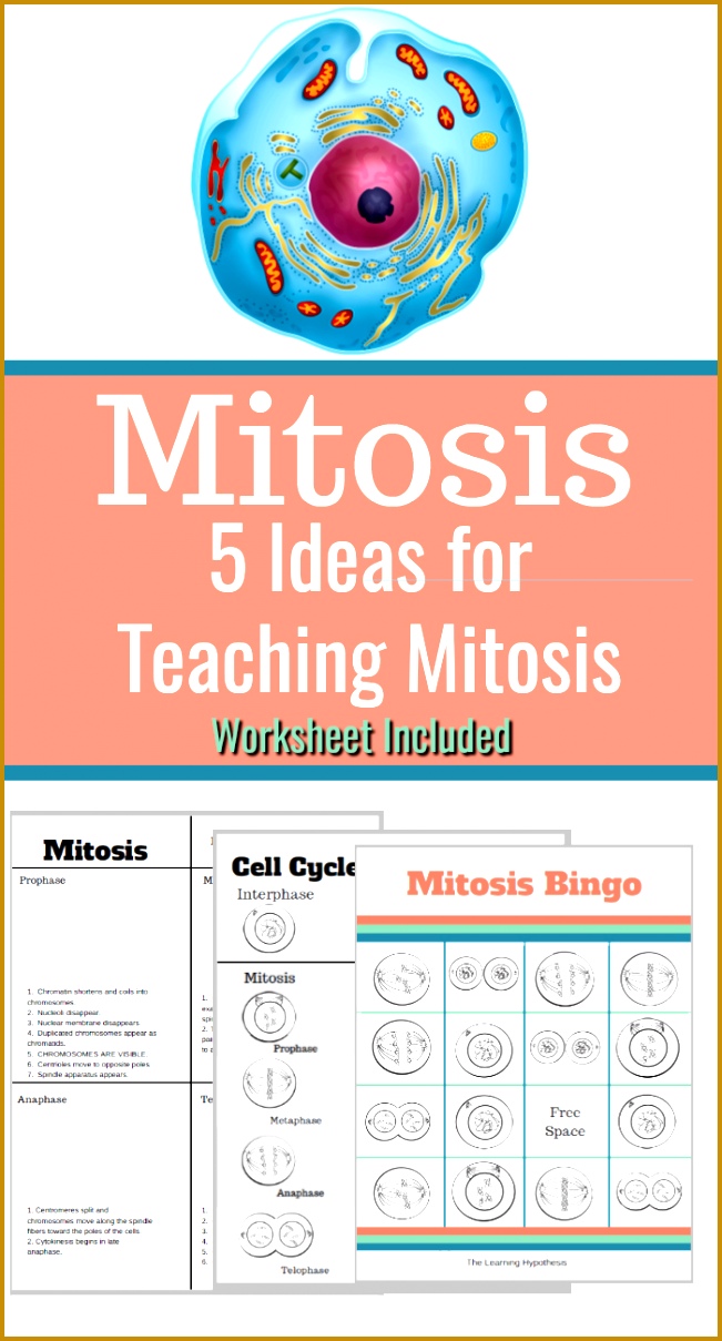Mitosis Worksheet & Other Teaching Ideas 1209651