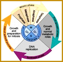 The cell cycle 217219