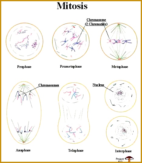 Biology 11 Cell cycle mitosis and meiosis 468535