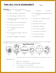 Image for The Cell Cycle Coloring Worksheet Key 283219