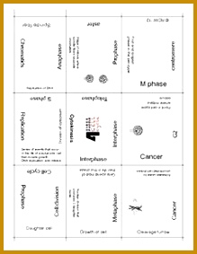 Cell Cycle and Mitosis Puzzle from Teachers Pay Teachers 283219