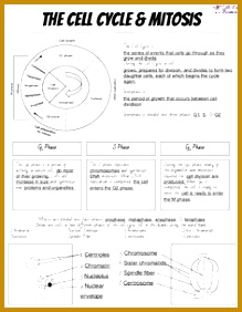 Cell Cycle & Mitosis Notes and Microscope Lab 282219