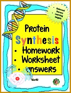 Protein Synthesis Homework Worksheet 325249