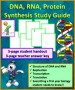 3 Transcription and Translation Worksheet Answers
