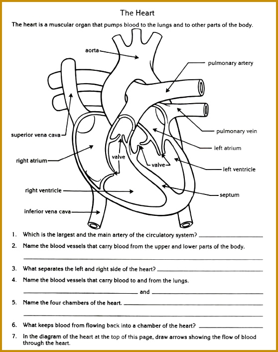 free parts of the heart worksheets 706558