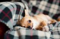 Dog Profile Worksheet