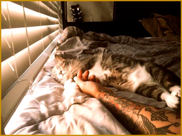 Imagen de cat tattoo and bed 446595