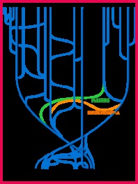 Horizontal gene transfer
