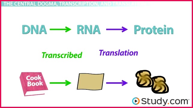 Protein Synthesis in the Cell and the Central Dogma