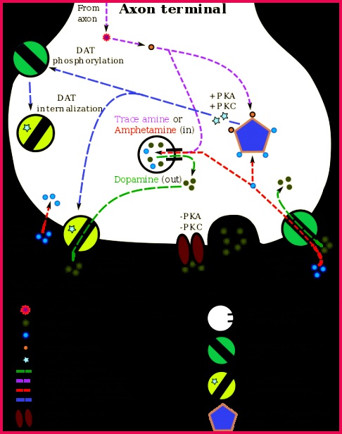 Lisdexamfetamine 486616 A pharmacodynamic model of amphetamine and TAAR1