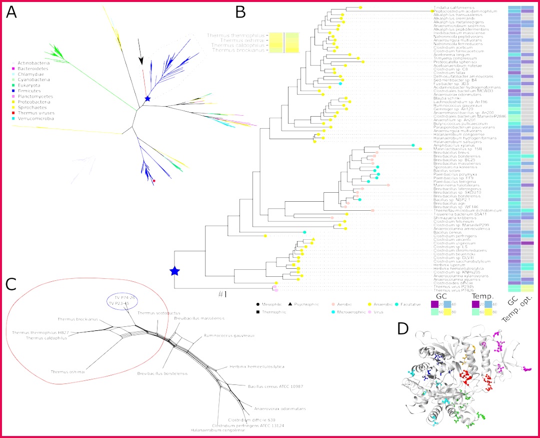 Phylogeny sequence characteristics and growth optima