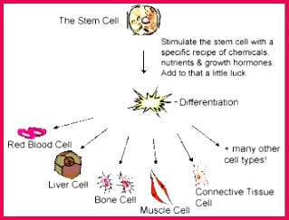In particular the root hair cell has extended surface for absorption while the sperm cell has a tail like extension for swimming towards the ovum