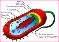 Class 11 Notes Biology Cell Structure and Functions Notes