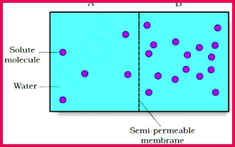 Water potential of a cell is affected by both solute and pressure potential The relationship is as follows