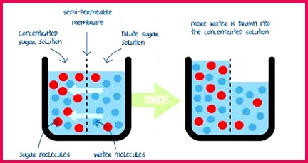 Osmosis can be described as a special type of diffusion since it involves movement of solvent Water particles from a region of high concentration to a