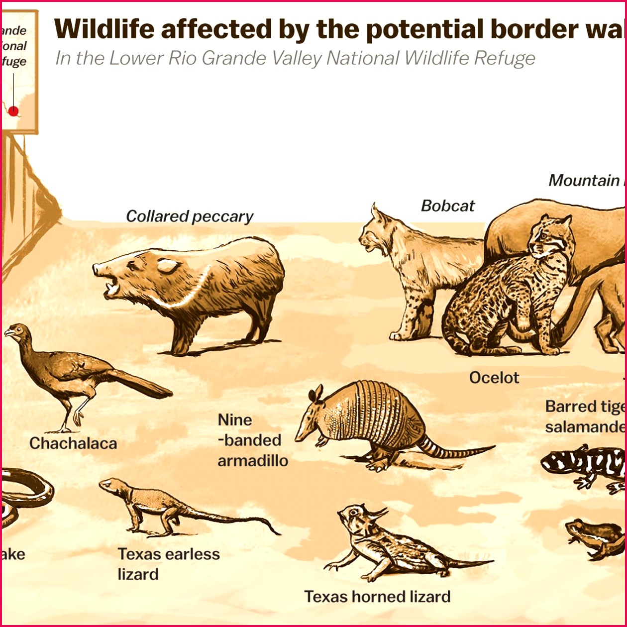 border wall wildlife