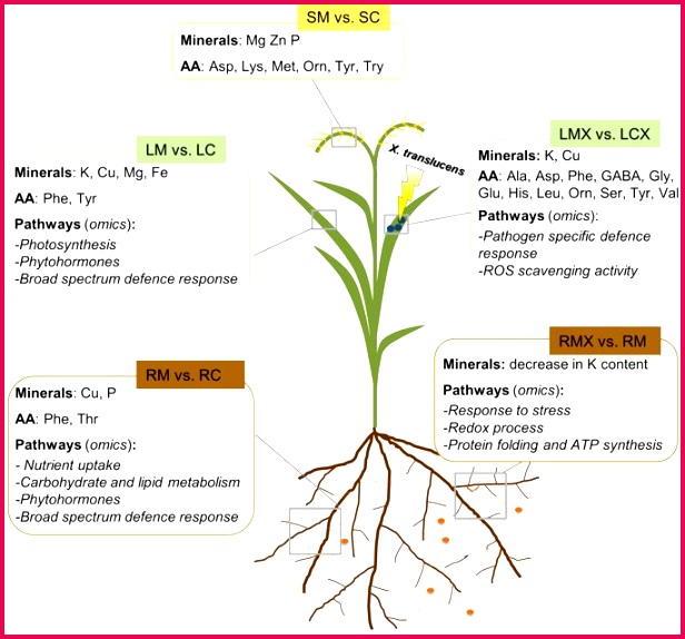 Schematic representation of local and systemic changes in wheat plants upon mycorrhizal symbiosis and following pathogen infection SM seeds of mycorrhizal