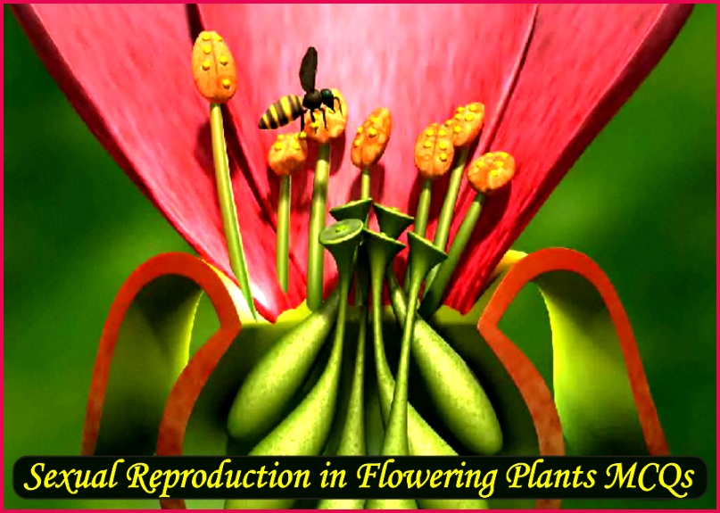 ual Reproduction in Flowering Plants